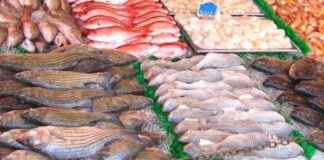 Fermo pesca nell’Adriatico per due mesi