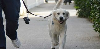Cani in villa comunale? C’è chi dice no
