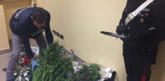 Coltivava marijuana nella lavanderia di casa