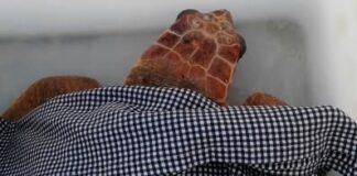 Una nuova tartaruga salvata dalla Lega Navale
