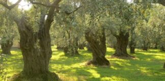 Annus horribilis per l’olio pugliese: -50 % ma qualità ottima
