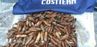 Sequestrati 6 kg di datteri: denunciato un sub 66enne tranese