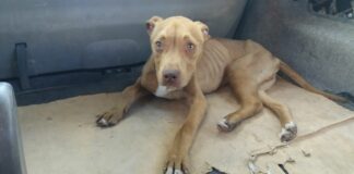 Cane in fin di vita in zona Boccadoro: salvato dalla “Guardia Eco Ambientale Folgore”