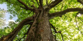 Giornata nazionale degli Alberi, nuovi esemplari a disposizione delle aree scolastiche