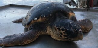 Rinvenuta una grossa tartaruga nel porto di Trani