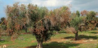 Xylella, invito alle “buone pratiche agricole”