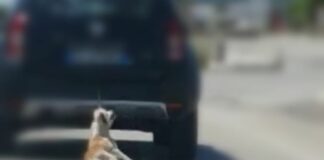 Orrore in via Barletta: cane trascinato sull’asfalto da un’auto