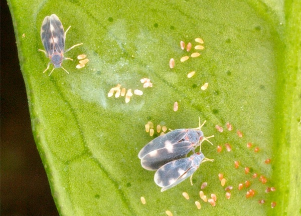 aleurocanthus-spiniferus