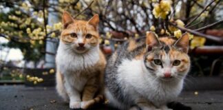 Colonie feline, l’Amministrazione invita al rispetto delle regole civiche