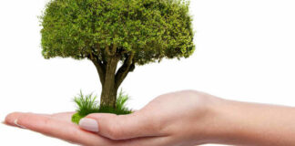 Torna la Festa nazionale dell’Albero: anche Trani aderisce con Alberi per il Futuro