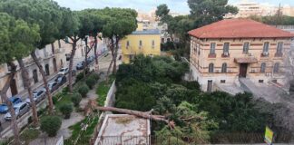 Cade grande albero all’interno dell’Ospedaletto di Trani