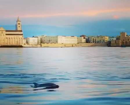 Delfino