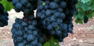 Primitivo, Confagricoltura Bari-BAT: «Decisione Regione Sicilia avulsa da ogni contesto»