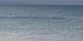 La magia del lungomare di Trani con i delfini che nuotano al tramonto