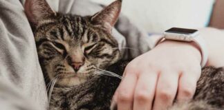 Soldi comunali per curare un gatto, Merra: «Campagna elettorale sul nulla, finiamola»