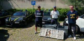 Da Trani a Molfetta con 15 chili di pesce avariato: denunciato pescatore