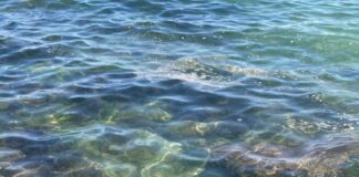 Torna l’incubo “alga tossica” in Puglia: è presente anche nelle acque della Bat