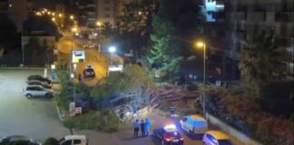 Albero di pino cade in via Malcangi, nessun ferito ma che pericolo
