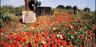 Anno con caldo record, Coldiretti Puglia: «Persa una bottiglia su 5 di passata di pomodoro»