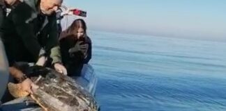 Dodi Battaglia libera una tartaruga Caretta Caretta nel mare di Trani