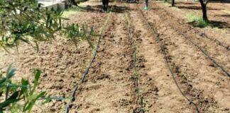 L’orto sociale dell’associazione “Time…Aut” apre le porte alla comunità