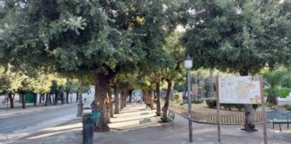 Proseguono i trattamenti sui lecci in piazza della Repubblica