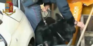 Spacciatore 34enne arrestato grazie al fiuto di “Udor”
