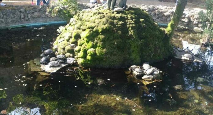 pesci villa comunale