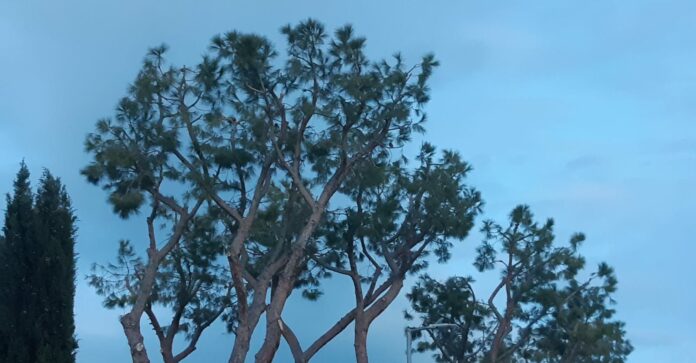 Immagine WhatsApp 2024-03-11 ore 19.51.37_54fc6a37