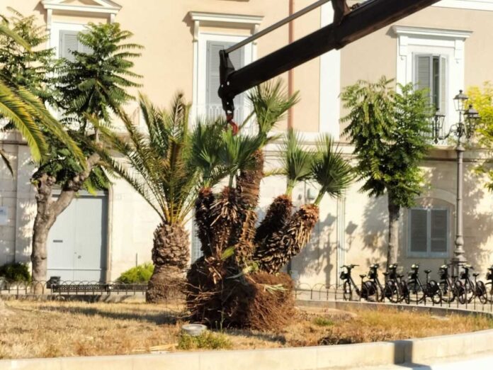palme in piazza plebiscito