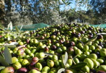 Al via tra pochi giorni “Frantoi Aperti”, ecco il fitto programma della 24^ edizione