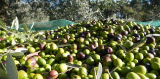 Assalti ai carichi di olive: due episodi nei giorni scorsi