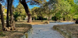 Primo riconoscimento a Trani per due alberi monumentali