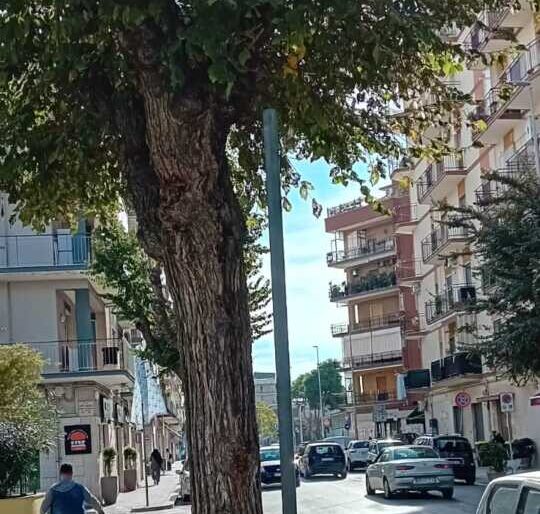 biglietti e disservizi amet bus trani (2)