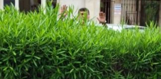 Verde pubblico, Briguglio alza la voce: «Indecoroso»