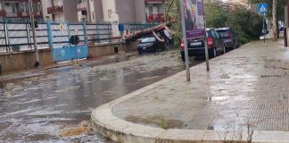 Maltempo a Trani: due alberi di grandi dimensioni cadono in via Papa Giovanni XXIII
