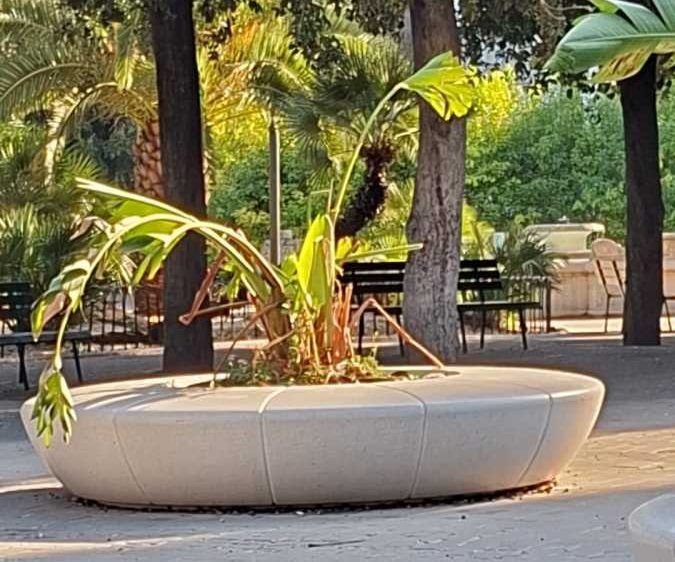 Pianta
