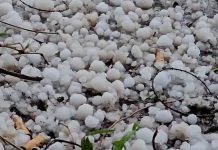 Quasi 3 milioni di danni su 890 ettari a Trani: chiesto stato di calamità per grandinata di luglio