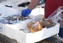 Trani, la protesta dei pescatori: «Non possiamo più andare avanti cosi»